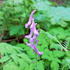 Scouler's Corydalis