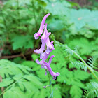 Scouler's Corydalis