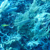 Trumpetfish