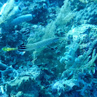 Trumpetfish