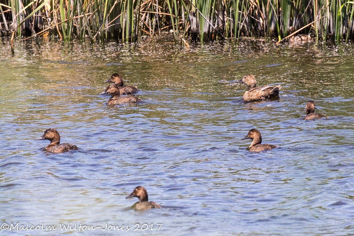 Pochard; Porrón Común