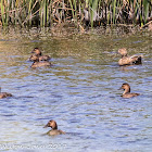 Pochard; Porrón Común