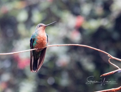 Great Sapphirewing Hummingbird