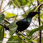 Asian Glossy Starling