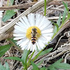 Black headed Hover Fly