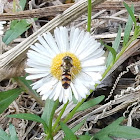 Black headed Hover Fly