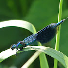 Banded demoiselle