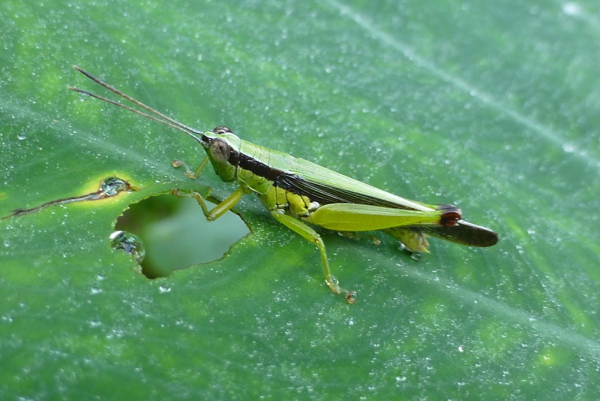 Rice Grasshopper