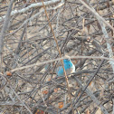 Blue Waxbill