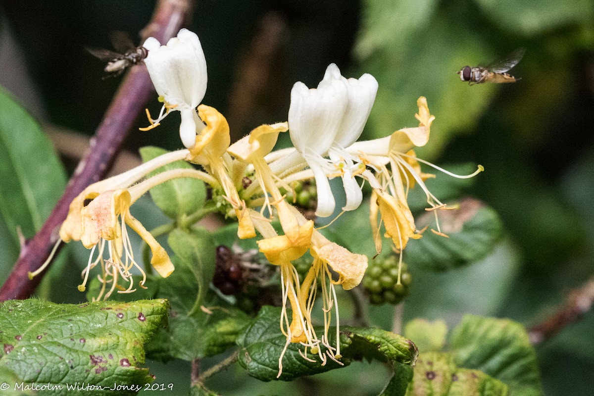 Honeysuckle