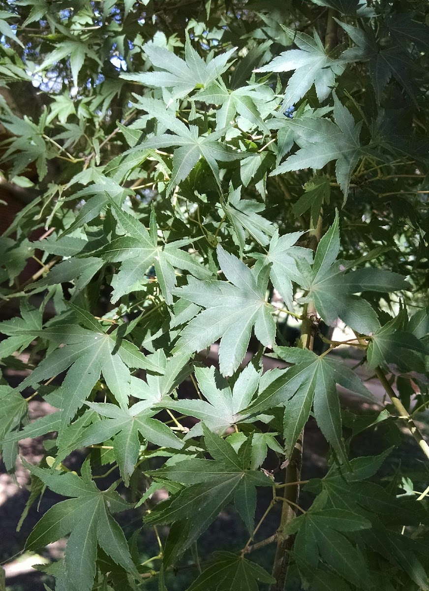 Japanese Maple