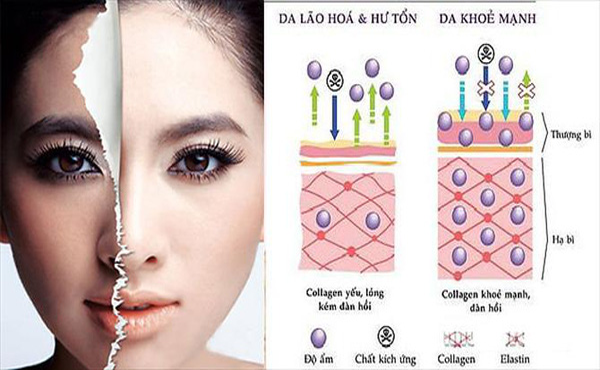 tác dụng của collagen đối với da