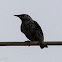 Starling; Estornino Pinto