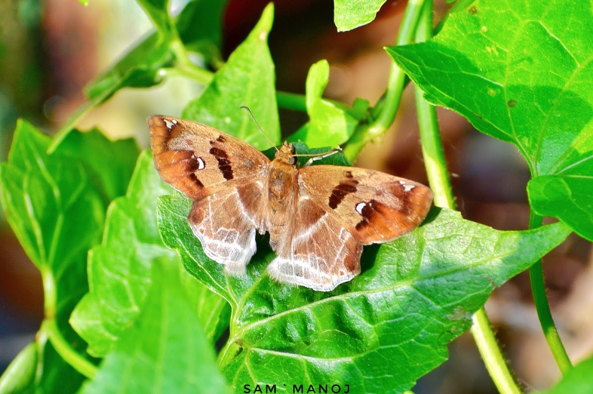 Chestnut Angle / Banded Angle