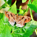 Chestnut Angle / Banded Angle