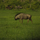 Wildebeest