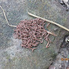 Millipede (aggregation)