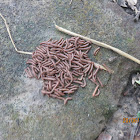 Millipede (aggregation)