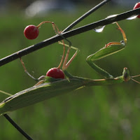 Mantide religiosa di 