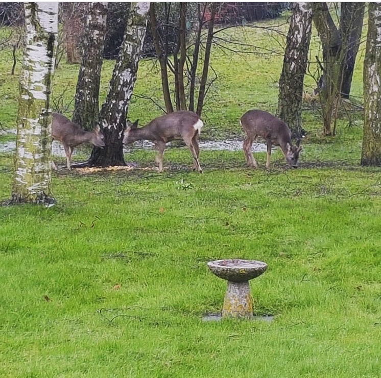 White-tailed deer