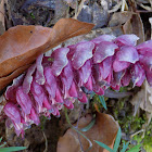 Toothwort