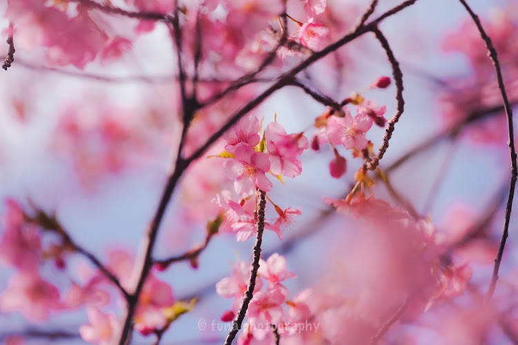 セレナの撮影会・河津桜・桜と愛車・ドライブ・珍しく季節感のある写真に関するカスタム事例の投稿画像4枚目