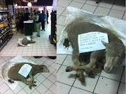 A case has been opened at the Butterworth SAPS by the East London SPCA against role players in a cruel and inappropriate competition to win a live sheep. The animal was tied up and displayed as a prize in the Fuller Street TOPS SPAR in Butterworth in May 2014, said the NSPCA