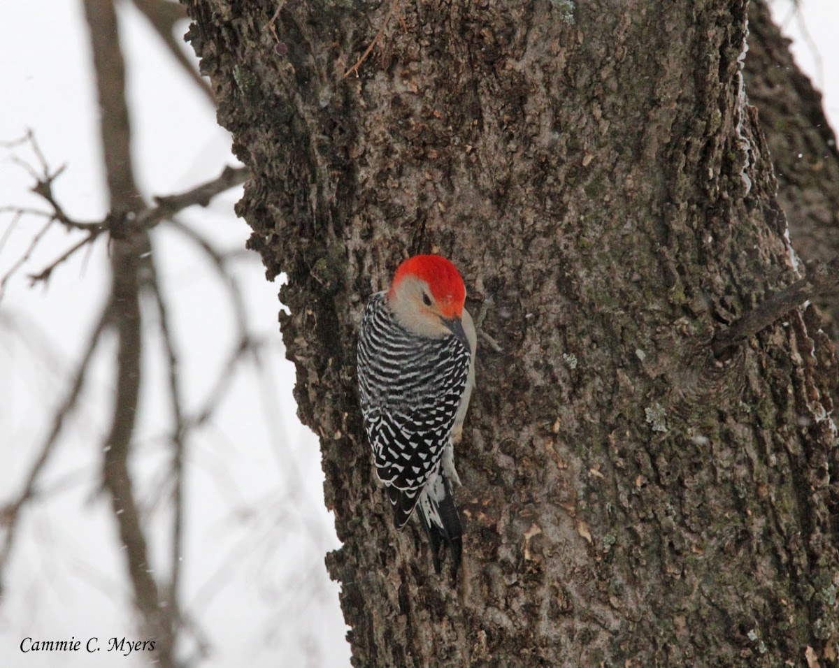 Red-bellied Woodpecker