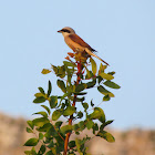 Red-backed Shrike