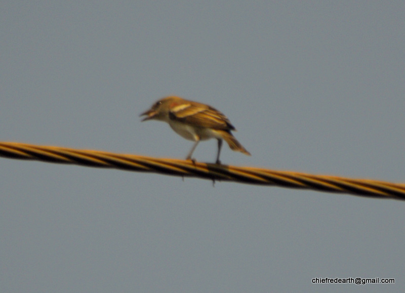 yellow throated sparrow