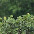 Plum Headed Parakeet