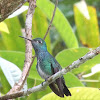 Glittering-throated Emerald Hummingbird