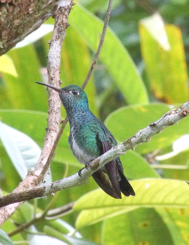 Glittering-throated Emerald Hummingbird