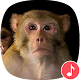 Download Appp.io - Rhesus Monkey sounds For PC Windows and Mac 1.0.2