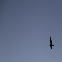 Seagull in flight