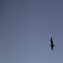 Seagull in flight Chrome extension download