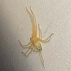 Yellow sac spider