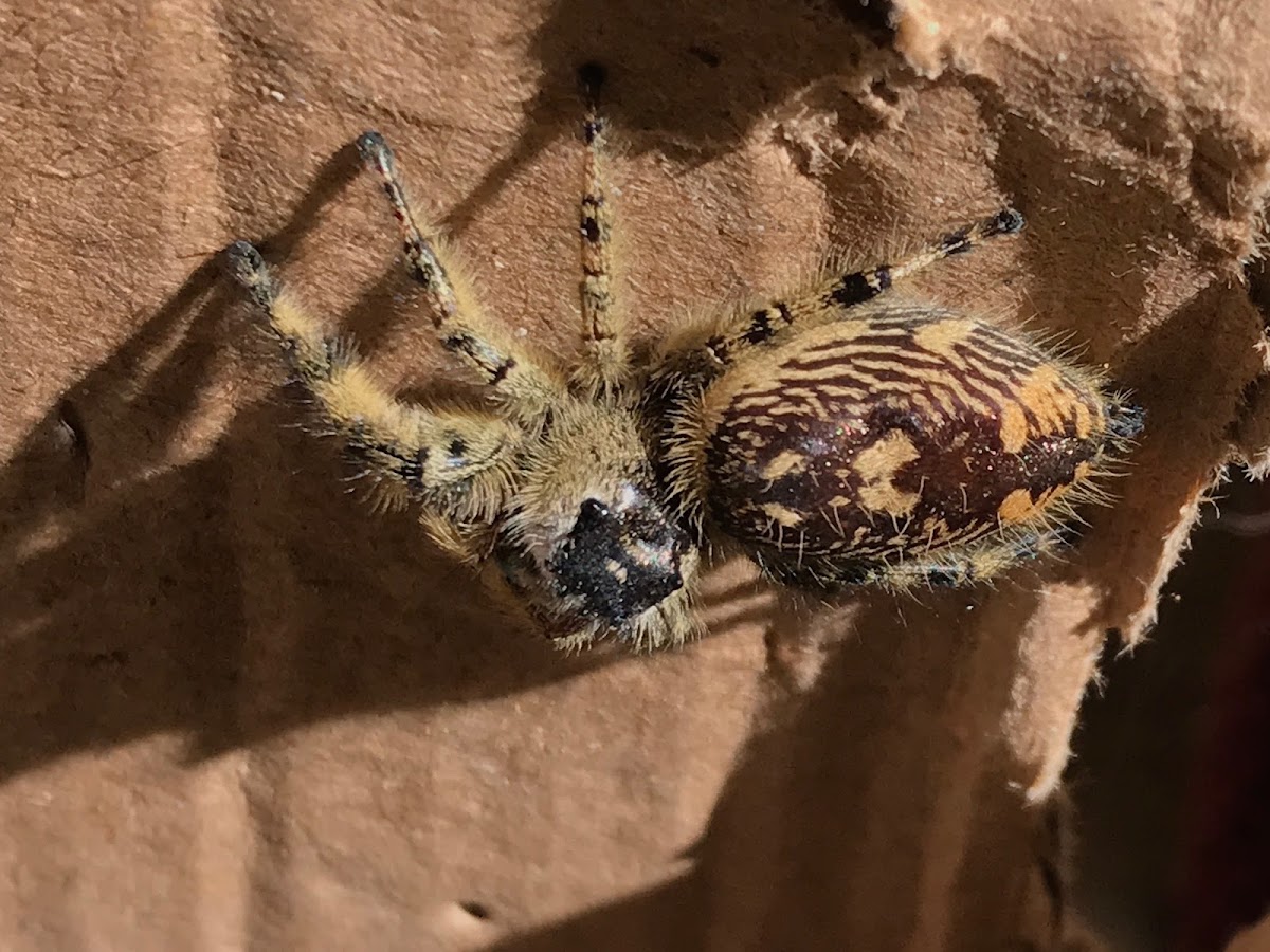 Canopy Jumping Spider