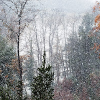 bosco innevato di 