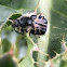 Hairy Flower Scarab Beetle