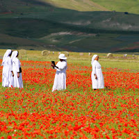 Fiori e colori di Castelluccio di Norcia di 