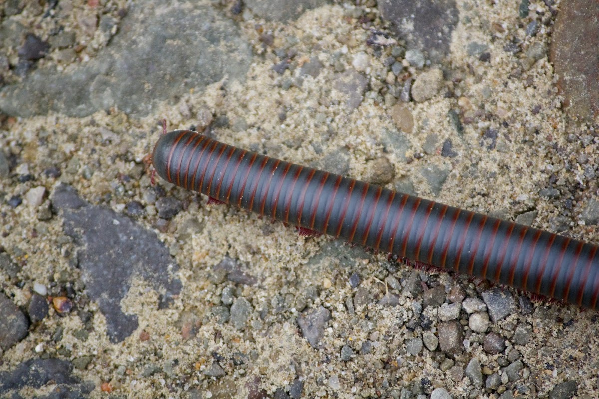 American giant millipede