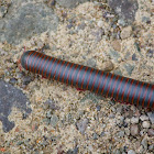 American giant millipede