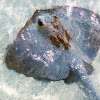 Cowtail Stingray