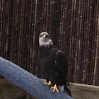 Juvenile Bald Eagle