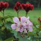 Lipstick tree, Achiote