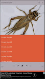 Crickets Sounds Free