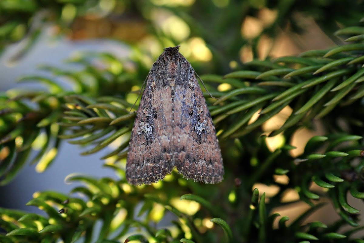 Noctuid Moth