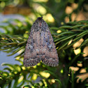 Noctuid Moth