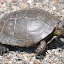 Northwestern Pond Turtle